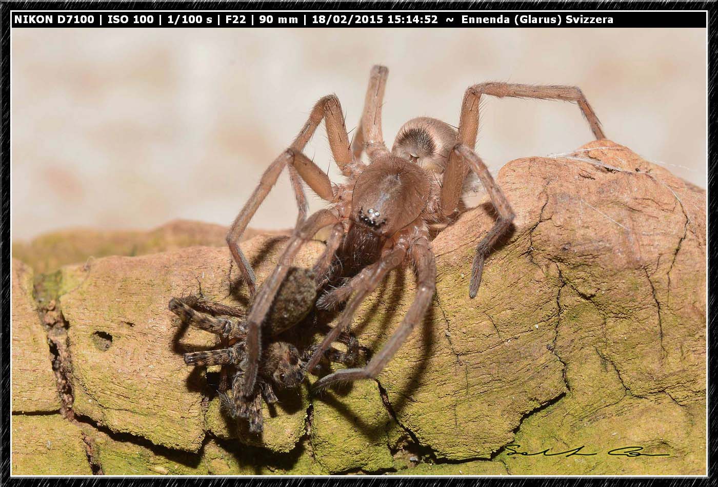 Drassodes sp. preda Pardosa sp. - Ennenda (Glarus), Svizzera